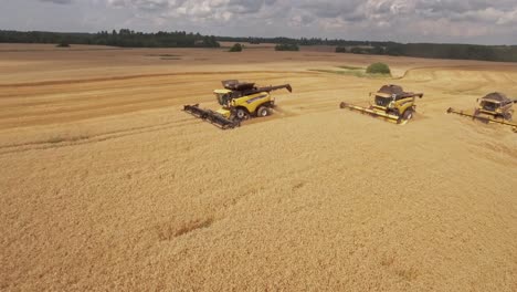Harvesting-golden-wheat