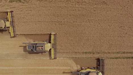 Top-down-descending-view-of-a-group-of-combine-harvesters-collecting-wheat-on-a-golden-wheat-field