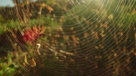 Spider-Web-Swaying-the-Wind,-Early-Morning-4K