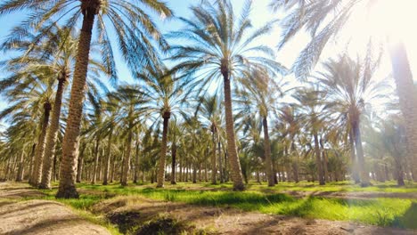 Dattelpalmenplantage-Deglet-Nour-Mit-Sonnenstrahlen-In-Der-Region-Biskra-Algerien