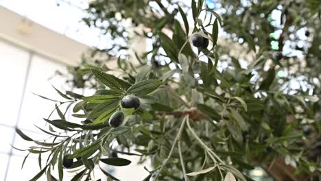 Artificial-Realistic-Olive-Tree,-plant-with-olives-on-it