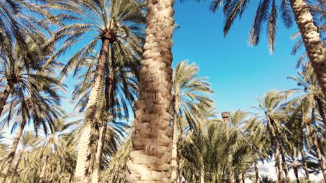 Dattelpalmenplantage-Deglet-Nour-Mit-Sonnenstrahlen-In-Der-Region-Biskra-Algerien