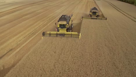 Drone-flying-over-three-combine-harvesters-collecting-golden-wheat-during-harvest-season