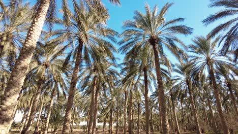 Plantación-De-Palmeras-Datileras-Deglet-Nour-En-La-Región-De-Biskra-Argelia