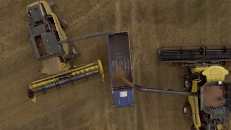 Combine-harvesters-unloading-wheat-onto-a-truck-trailer