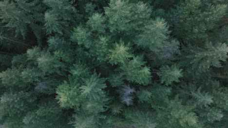 A-top-down-view-of-a-forest-in-the-Pacific-Northwest
