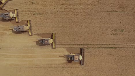 Top-down-ascending-view-of-combine-harvesters-working-in-unison-collecting-wheat-on-a-vast-golden-wheat-field