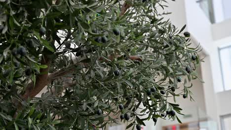 Artificial-Realistic-Olive-Tree,-plant-with-olives-on-it