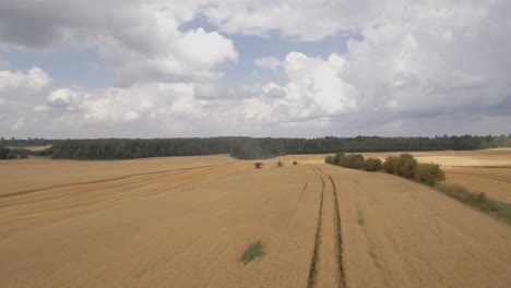 Drone-view-of-a-golden-wheat-field
