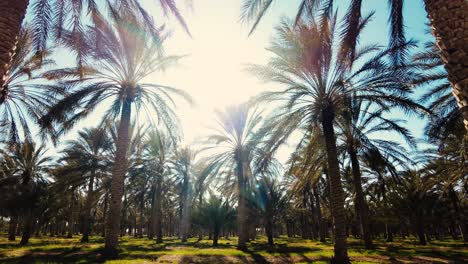 date-palm-plantation-deglet-nour-with-sun-rays-in-the-region-of-biskra-algeria