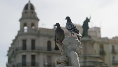 -Close-up-of-two-pigeons-in-the-main-square-in-tarragona-spain