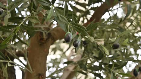 Künstlicher-Realistischer-Olivenbaum,-Pflanze-Mit-Oliven-Darauf