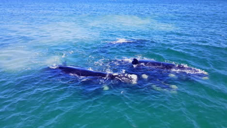 Southern-Right-whale-mating-group-display-and-courtship-ritual,-annual-migration