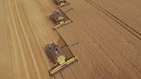 Beautiful-cinematic-top-down-shot-of-a-group-of-combine-harvesters-collecting-golden-wheat-during-peak-harvest-season