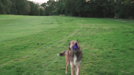 Dog-on-a-grassy-field-catching-a-ball,-slow-motion