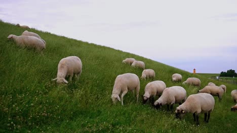 Hochwertige-Aufnahme-Vieler-Schafe,-Die-Bei-Gutem-Wetter-In-Deutschland-Auf-Einer-Wiese-Am-Hang-Grasen