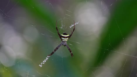 Very-windy-forest-makes-this-spider-bounce-with-its-web,-Argiope-keyserlingi-Orb-web-Spider,-Thailand