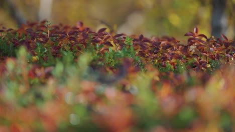 Bunte-Grüne-Und-Dunkelrote-Blätter,-Weiches-Grünes-Moos-Und-Gras-Auf-Dem-Boden-In-Der-Herbsttundra