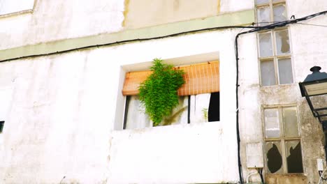 Fenster-Eines-Alten-überwucherten-Hauses