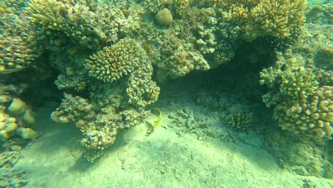 Korallenriff-Der-Unterwasserwelt-In-Hurgada