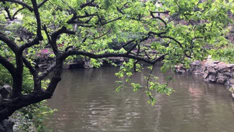 Tree-branch-and-water-pond-in-Yuyuan-Garden-in-Shanghai,-China