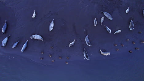 Kolonie-Von-Robben,-Die-Sich-Am-Schwarzen-Sandstrand-Entspannen
