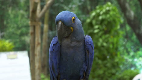 Blue-hyacinth-macaw-nestling-with-a-green-forest-background