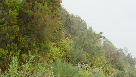 Mountain-side-and-hiking-trail-overgrown-with-plants,-foggy-day