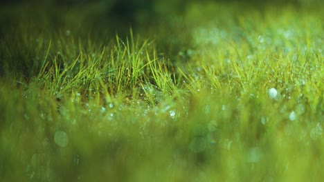 Lush-green-grass-beaded-with-morning-dew