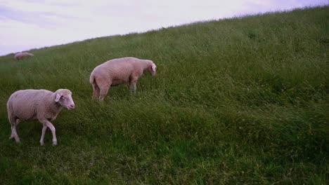High-quality-shot-of-a-sheep-grassing-and-running-on-a-green-meadow-on-a-hillside-with-other-animals-in-the-background,-taken-in-Germany