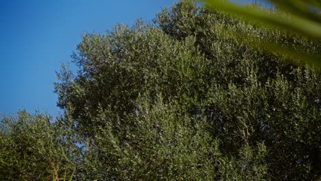 Silhouette-Großer-Baum-Und-Blätter-Wehen-Mit-Himmelshintergrund