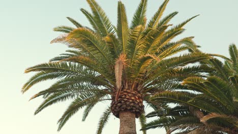 Canary-Island-Date-Palm-tree-at-the-beach-at-sunset,-handheld-closeup-tilting-upward