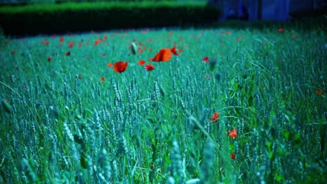 Red-poppy-in-a-field-in-the-sunshine-of-France