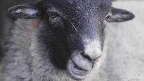 Close-up-portrait-of-sheep-with-black-and-white-face-chewing-grass-moving-jaws