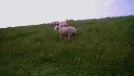 White-sheep-runs-over-green-slope-of-a-dune-in-slow-motion-in-good-weather-in-the-north-of-Germany