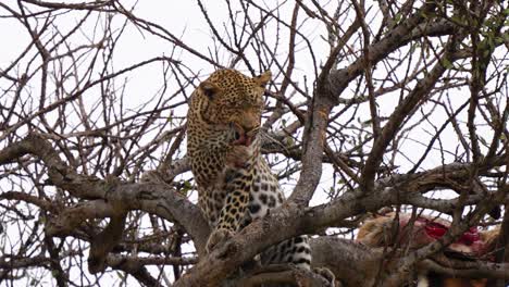Eine-Aufnahme-Eines-Leoparden-Auf-Einem-Baum-Aus-Der-Tiefwinkelansicht,-Der-Sich-Reinigt,-Nachdem-Er-Ein-Wildes-Tier-Gefressen-Hat