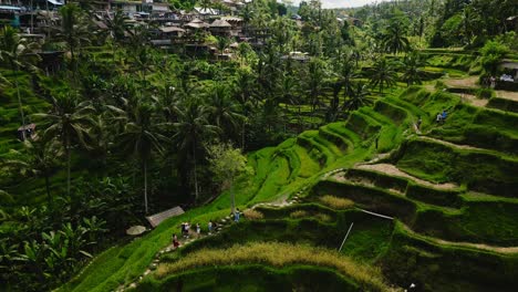 Grüne-Schichten-Und-Reisfelder-Vor-Dem-Hintergrund-Von-Palmen-Auf-Bali