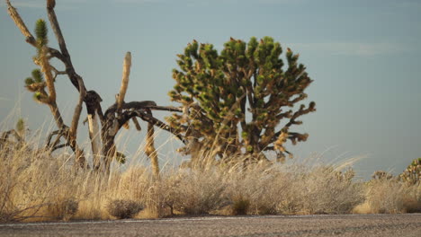 Vegetation-of-the-Mojave-Preserve