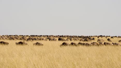 A-Panoramic-Shot-Of-A-Heard-Of-Buffalos-Grazing-And-Walking-In-The-Tall-Golden-Grass