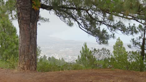 Looking-at-the-city-from-the-mountains-under-a-pine-tree,-static-handheld