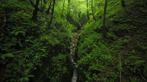 River-creek-stream-with-a-waterfall-in-the-background-flowing-through-green-jungle-forest