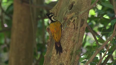 A-female-goes-up-and-down-foraging-for-grubs-and-other-insects-deep-in-the-forest,-Common-Flameback-Dinopium-javanense,-Thailand