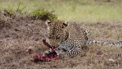 Una-Foto-Reveladora-De-Un-Leopardo-En-Estado-Salvaje-Consumiendo-Un-Animal-En-Un-Paisaje-Seco