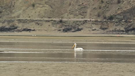 Nature's-Migration:-American-White-Pelican-in-Cooney-Bay,-Kamloops