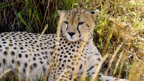 A-Lonely-Cheetah-Laying-On-The-Sheltered-Grassy-Ground-And-Looking-Around