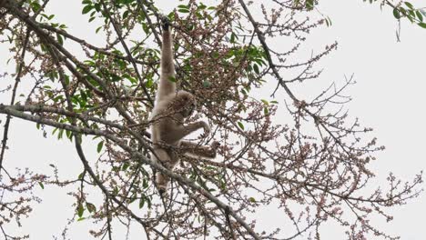 Seen-within-the-foliage-of-a-fruiting-tree-reaching-out-for-some-fruits-to-eat-while-holding-on,-White-handed-Gibbon-or-Lar-Gibbon-Hylobates-lar,-Thailand