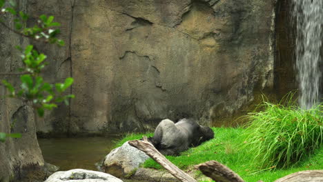 Schlafender-Gorilla-In-Der-Nähe-Eines-Wasserfalls-In-Gefangenschaft