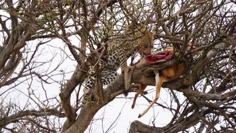 A-Low-Angle-Shot-Of-A-Leopard-Preying-On-A-Dead-Wild-Animal-On-A-Dry-Tree