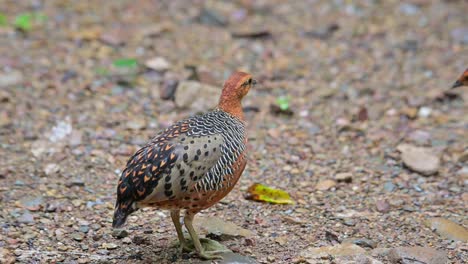 Seen-from-its-back-preening-then-turns-around-to-go-away-then-followed-by-its-mate,-Ferruginous-Partridge-Caloperdix-oculeus,-Thailand