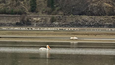 Jährliche-Pilgerfahrt:-Amerikanische-Weiße-Pelikane-Fliegen-In-Die-Cooney-Bay,-Kamloops